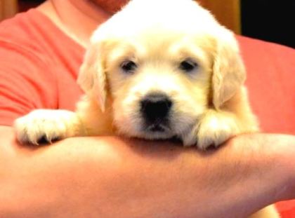 Baby Face Golden Retri̇ever Yavrulari Ankara