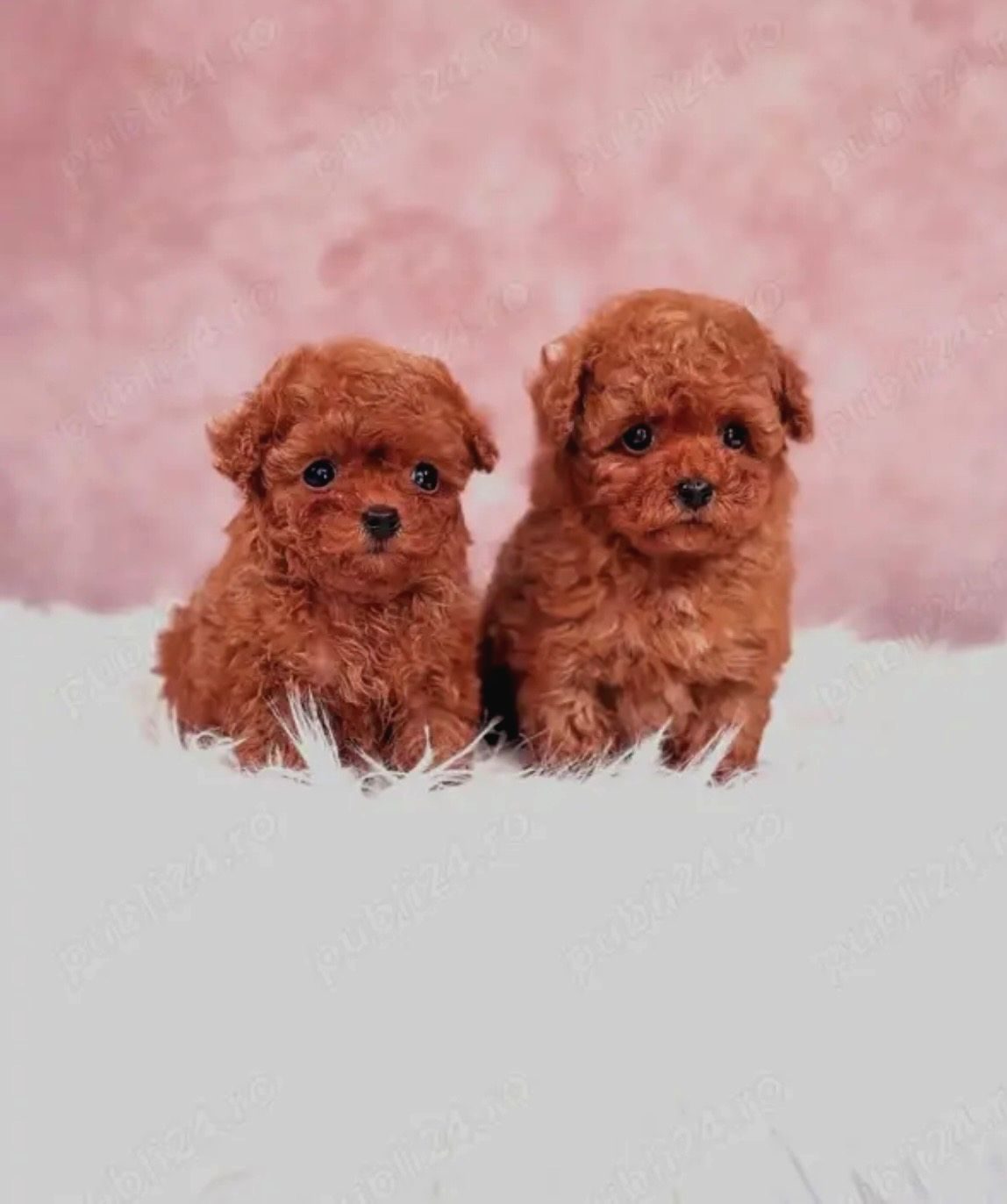 Kore Toy Poodle Yavrulari Ankaraa