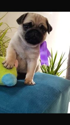 Hamburger Surat Pugmops Yavrulari Ankara