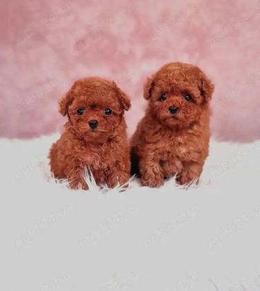 Kore Toy Poodle Yavrulari Ankaraa