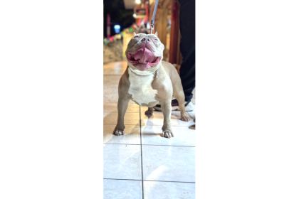 Ameri̇can Bully Pocket Di̇şi̇