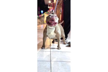 Ameri̇can Bully Pocket Di̇şi̇
