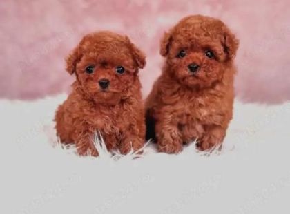 Kore Toy Poodle Yavrulari Ankaraa