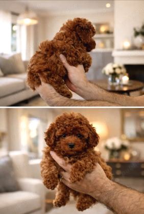 Kore Toy Poodle Yavrulari Ankaraa
