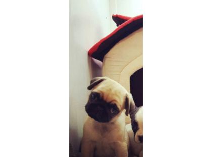 Hamburger Surat Pugmops Yavrulari Ankara