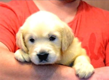 Baby Face Golden Retri̇ever Yavrulari Ankara