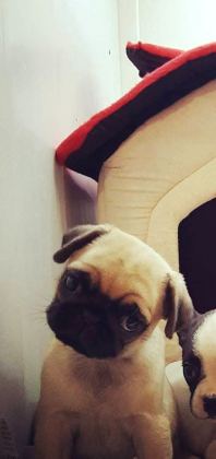 Hamburger Surat Pugmops Yavrulari Ankara