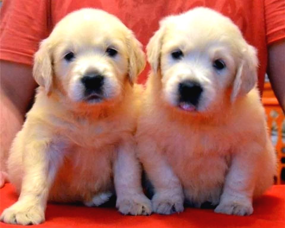 Baby Face Golden Retri̇ever Yavrulari Ankara