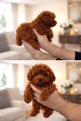 Kore Toy Poodle Yavrulari Ankaraa
