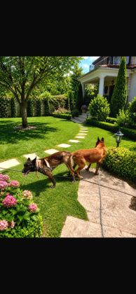 Belçi̇ka Kurdu Yavrulari Ankara