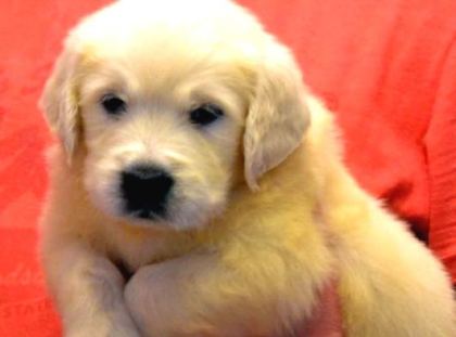 Baby Face Golden Retri̇ever Yavrulari Ankara