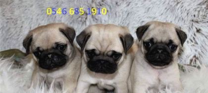 Hamburger Surat Pugmops Yavrulari Ankara