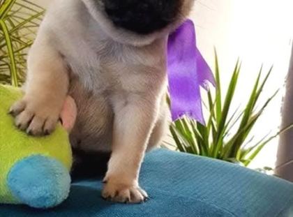 Hamburger Surat Pugmops Yavrulari Ankara