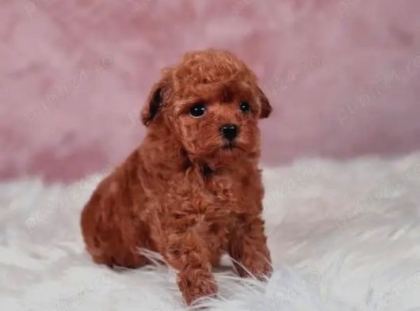 Kore Toy Poodle Yavrulari Ankaraa