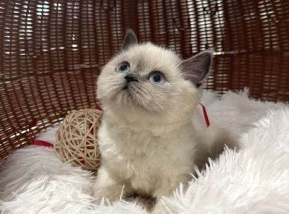 Türki̇yeni̇n En Özel Bri̇ti̇şshorthai̇r Yavrulari