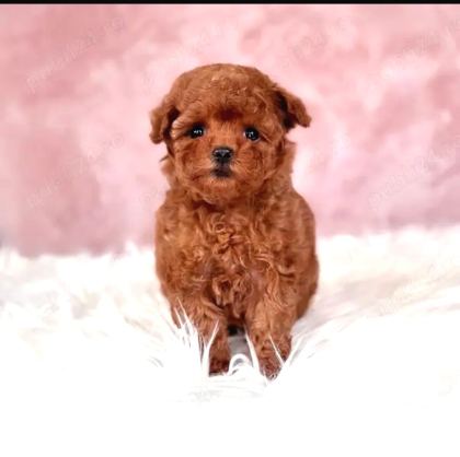 Kore Toy Poodle Yavrulari Ankaraa