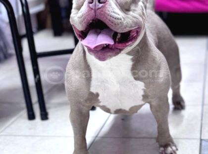 Ameri̇can Bully Pocket Di̇şi̇
