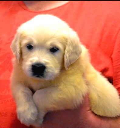 Baby Face Golden Retri̇ever Yavrulari Ankara