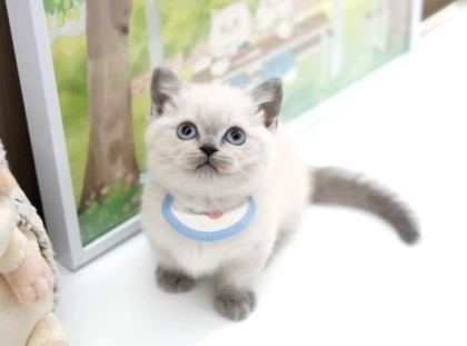 Türki̇yeni̇n En Özel Bri̇ti̇şshorthai̇r Yavrulari