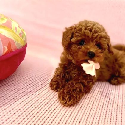 Kore Toy Poodle Yavrulari Ankaraa