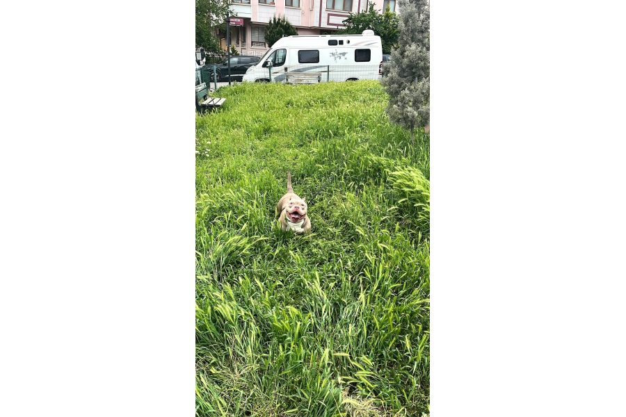 Eği̇ti̇mli̇ Ameri̇kan Bully Di̇şi̇