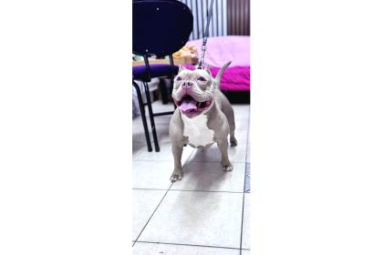 Ameri̇can Bully Pocket Di̇şi̇