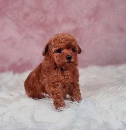Kore Toy Poodle Yavrulari Ankaraa