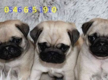 Hamburger Surat Pugmops Yavrulari Ankara