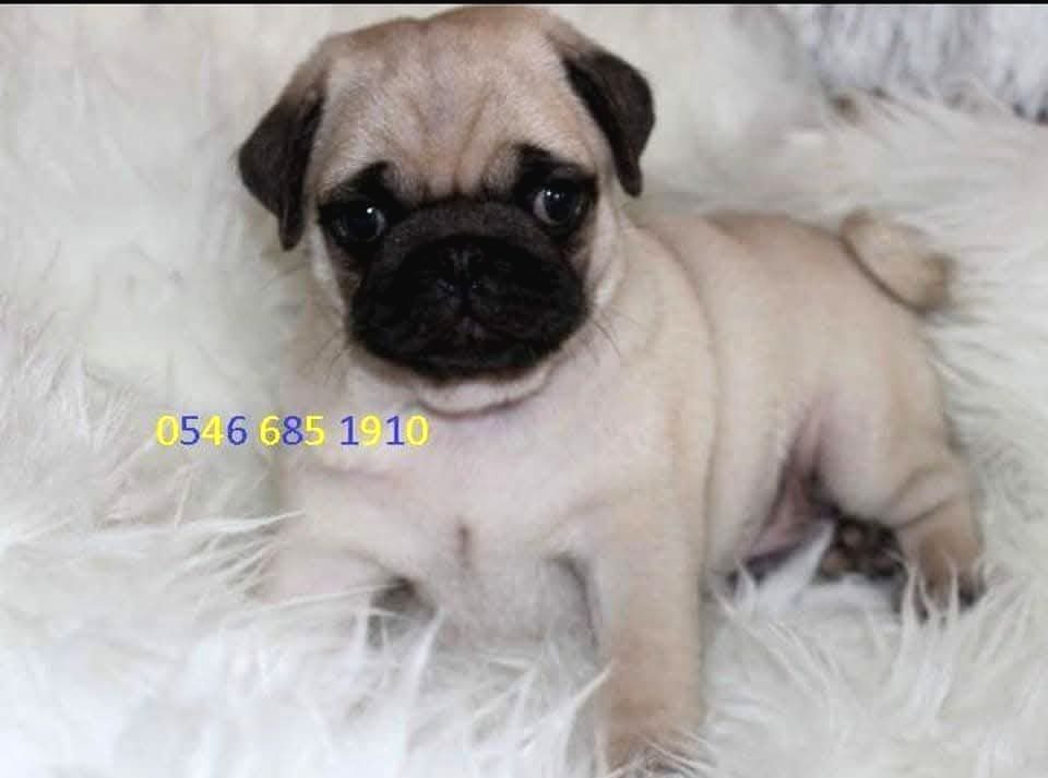 Hamburger Surat Pugmops Yavrulari Ankara