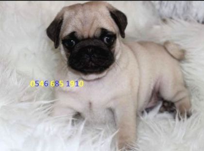 Hamburger Surat Pugmops Yavrulari Ankara