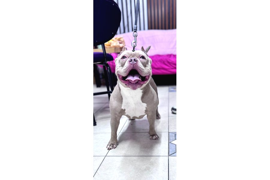 Ameri̇can Bully Pocket Di̇şi̇