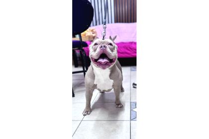Ameri̇can Bully Pocket Di̇şi̇