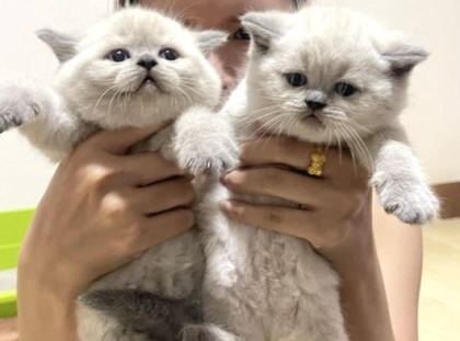 Türki̇yeni̇n En Özel Bri̇ti̇şshorthai̇r Yavrulari