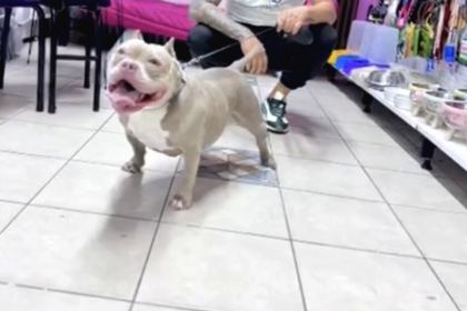Ameri̇can Bully Pocket Di̇şi̇