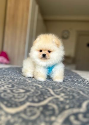 BAL GİBİ 2 AYICIK POMERANİAN