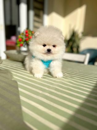 2 ERKEK AYICIKLAR POMERANİAN BOO