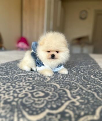 BAL GİBİ 2 AYICIK POMERANİAN