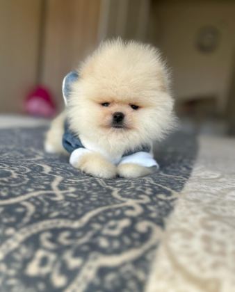 BAL GİBİ 2 AYICIK POMERANİAN