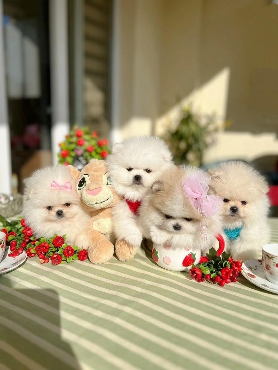 ORİJİNAL POMERANİAN BOO 2 DİŞİ VE 2 ERKEK BEBEKLER