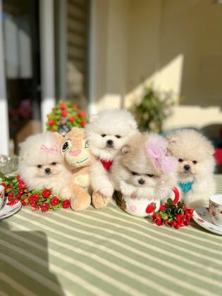 ORİJİNAL POMERANİAN BOO 2 DİŞİ VE 2 ERKEK BEBEKLER