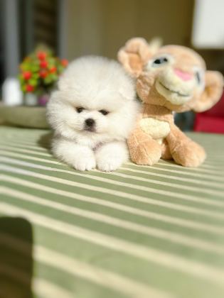 2 ERKEK AYICIKLAR POMERANİAN BOO
