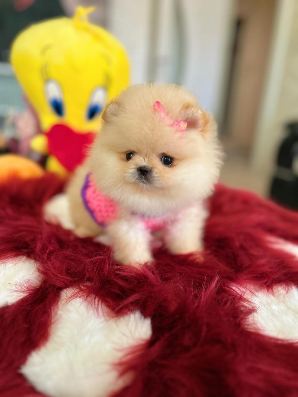 MİNİ BOY PRENSES POMERANİAN