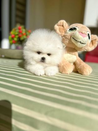 ORİJİNAL POMERANİAN BOO 2 DİŞİ VE 2 ERKEK BEBEKLER