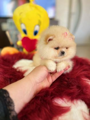 MİNİ BOY PRENSES POMERANİAN