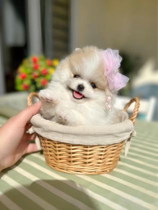 ORİJİNAL POMERANİAN BOO 2 DİŞİ VE 2 ERKEK BEBEKLER