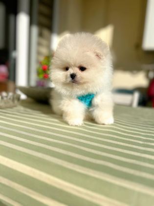 2 ERKEK AYICIKLAR POMERANİAN BOO