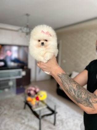 ORİJİNAL POMERANİAN BOO 2 DİŞİ VE 2 ERKEK BEBEKLER