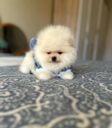 BAL GİBİ 2 AYICIK POMERANİAN