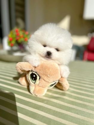 2 ERKEK AYICIKLAR POMERANİAN BOO