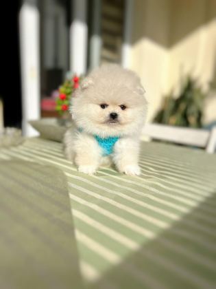 ORİJİNAL POMERANİAN BOO 2 DİŞİ VE 2 ERKEK BEBEKLER